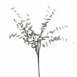 Υφασμάτινο φυτό κλαδί